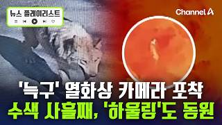 늑구, 귀소본능 살아있다…동물원 근처 열화상 카메라에 포착 [뉴스플레이리스트] / 채널A