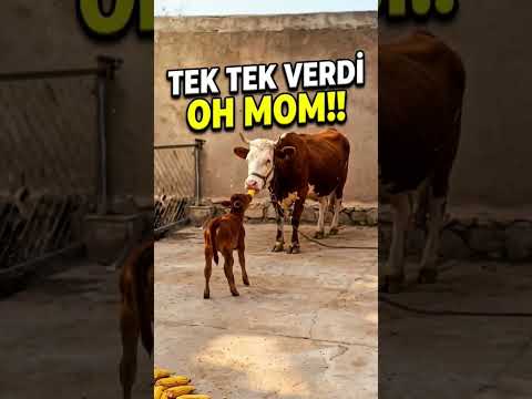 Gesto de bezerro comove: ajuda mãe presa a alcançar comida