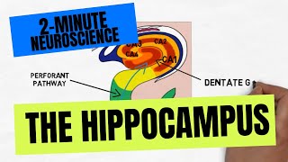 The Hippocampus