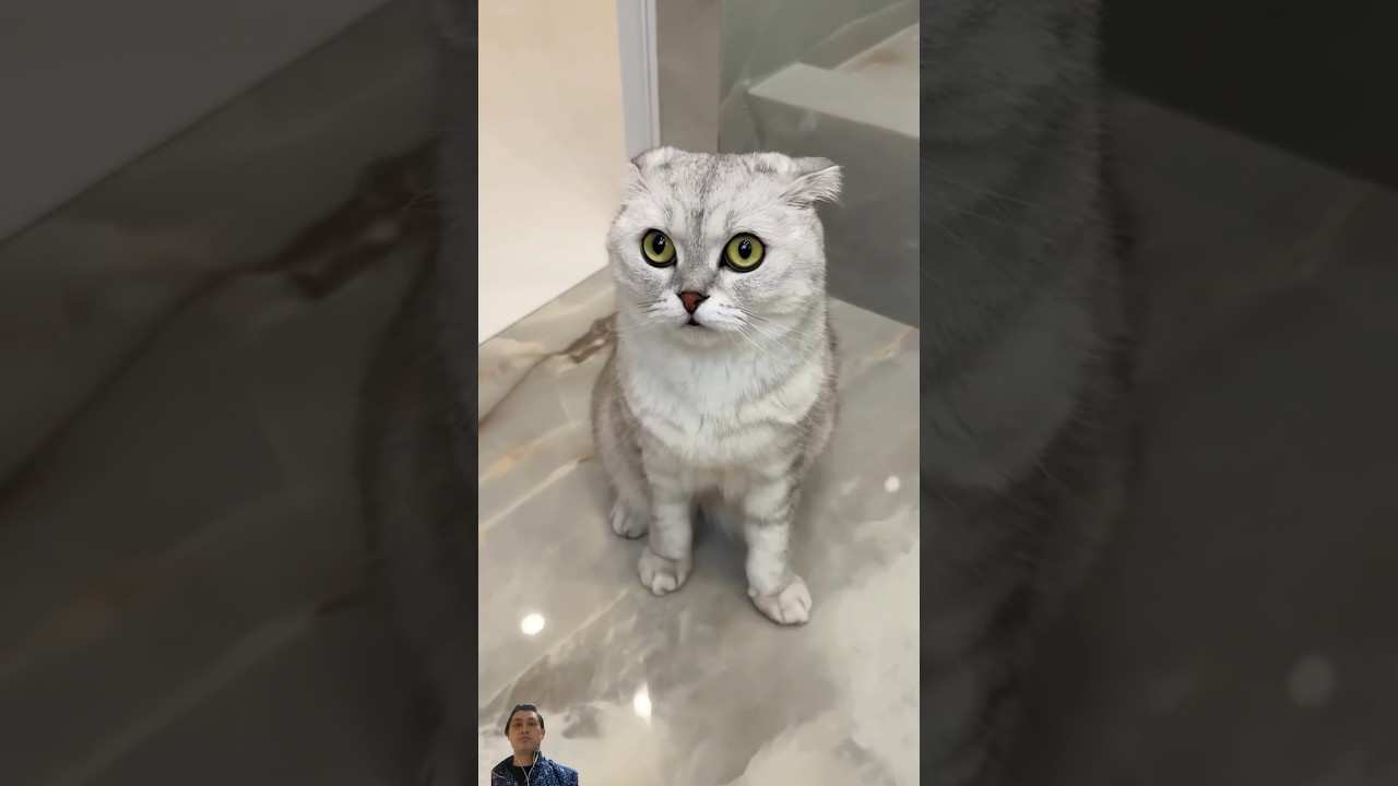 papins31😁#shorts #funnyvideos #funny #viral #cat #catlover #pets #funnycats #cats