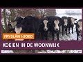 REPO: Koeien krijgen de vrijheid in nieuwe woonwijk in natuurgebied De Peinder Mieden