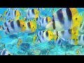 'Softly into Stillness' ('Aquatica') - Deeply Relaxing Music by David Sun