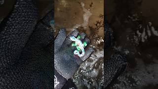 X-Findings 🦎