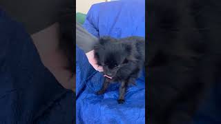 Video preview image #1 Chihuahua-Unknown Mix Puppy For Sale in Cuba, NY, USA