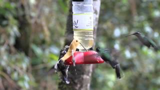 preview picture of video 'Magnificent Hummingbirds at feeder'