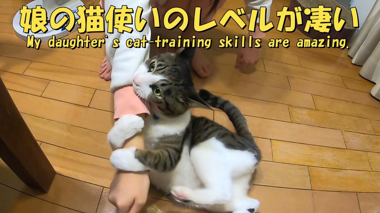 娘の猫使いのレベルが凄いのか？ハナが大人なのか？分からないですね　暴れ猫/保護猫ハナ♂