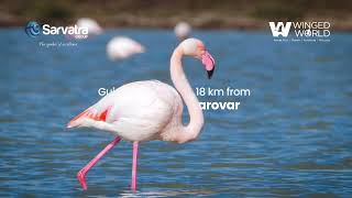  Residential Plot for Sale in Sanand, Ahmedabad