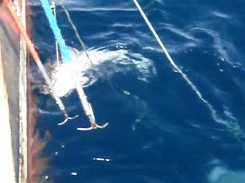 Deep Sea Fish - Antarctic Toothfish (Mero, Patagonian Toothfish)  메로 -  남극양 심해어