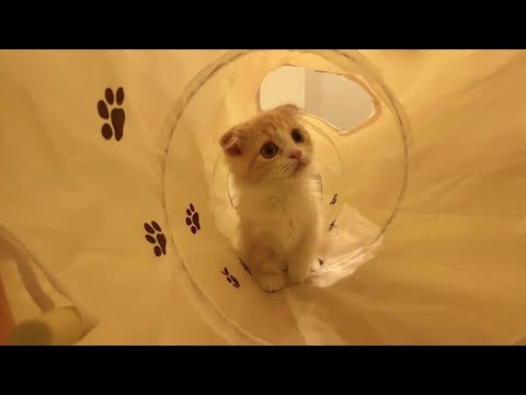 パーフェクト ボウリングでストライク全部出すドッキリwwwww 일본유튜버 우투