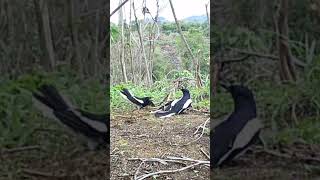 Download lagu PERTARUNGAN BURUNG KACER BORNEO #videoshort #birds mp3 Download lagu PERTARUNGAN BURUNG KACER BORNEO #videoshort #birds mp3