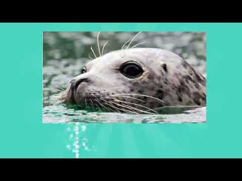 3 Sea Mammals of Greenland Fun Facts
