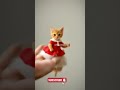 Cat Dancing In Red Dress Cat Ai Catdance Catlovers