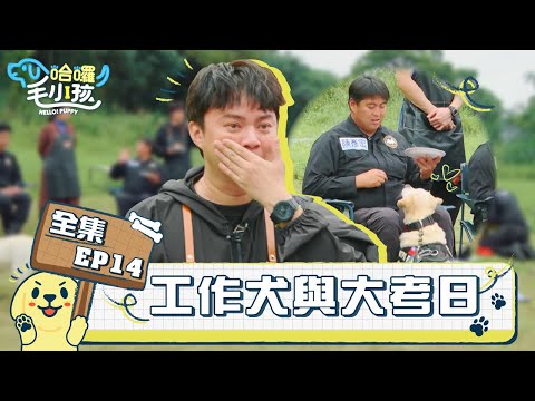 哈囉!毛小孩