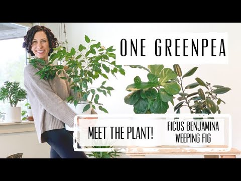 , title : 'Meet the Plant!  Ficus Benjamina : Care & Growing Guide