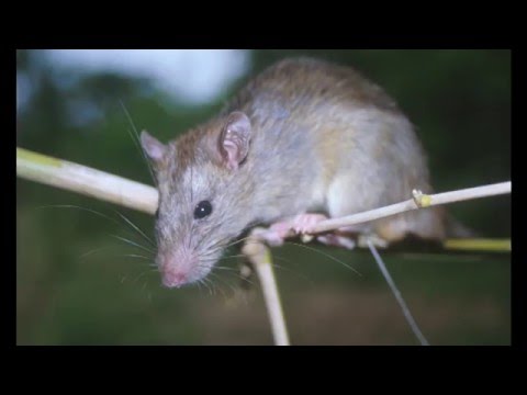 Potkan čierny (Rattus rattus) — záznam v urbánnom prostredí