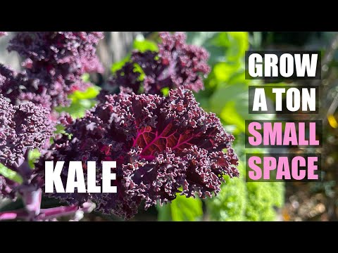 How to Grow a TON of KALE in a SMALL SPACE | Container garden or In-ground TIPS & TRICKS