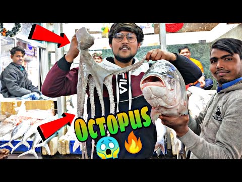 download lagu mp3 mp4 Octopus Meat Price, download lagu Octopus Meat Price gratis, unduh video klip Octopus Meat Price