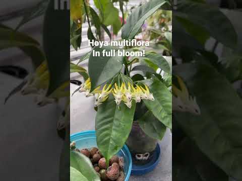 , title : 'Hoya multiflora in full bloom!'