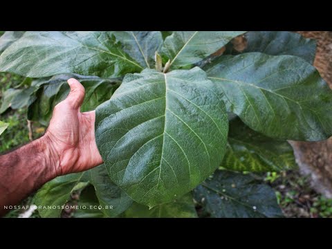 PANACEA plant: characteristics and BENEFITS