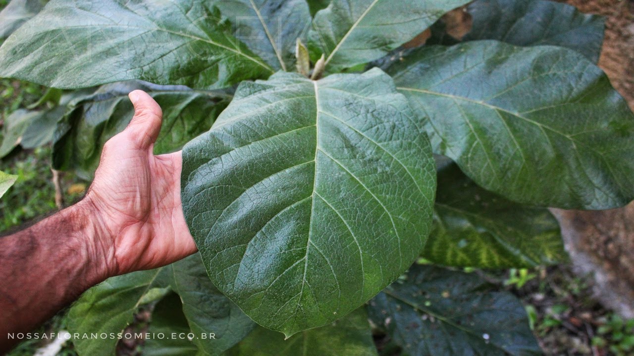 Todos os BENEFÍCIOS da PANACEIA