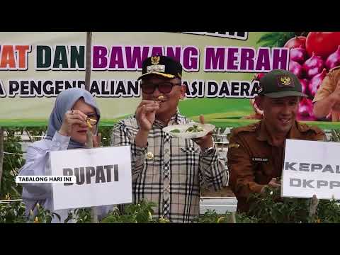 Cabai Jadi Penyumbang Inflasi, Tabalong Gencarkan Gerakan Tanam Cabai