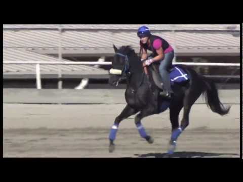 Eblouissante Galloping (Zenyatta's half-sister)