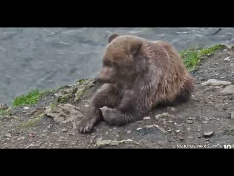 910's Cub and a Cheeky Magpie | Explore | Brooks Falls Brown Bears, BF Cam | 8-24-22