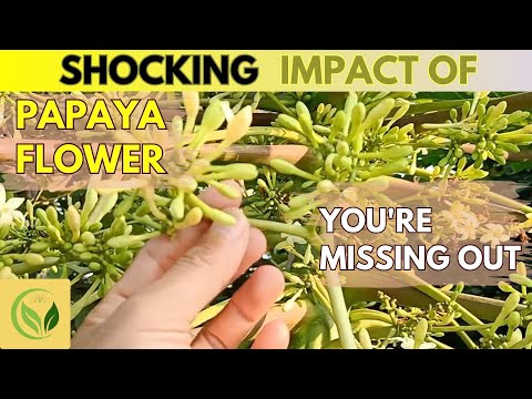 12 Amazing Health Benefits of Papaya Flower You're Missing Out On || Wellness Cures