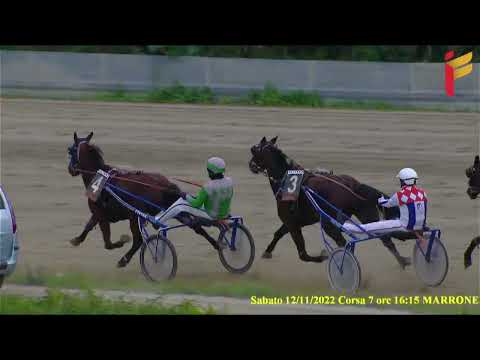 VII Corsa del 12  novembre 2022 - 3 Anni - Metri 1600