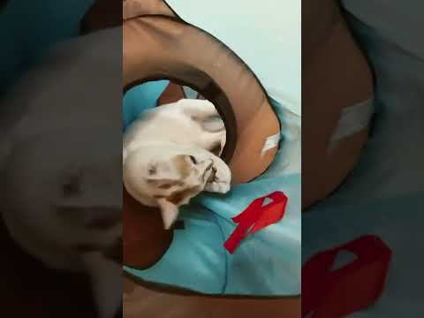 Japanese bobtail plays inside his cat tunnel