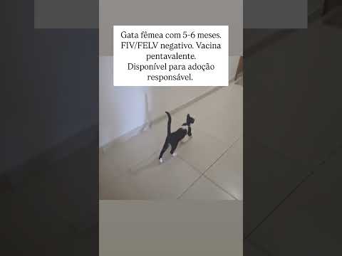 Vídeo de Maomao