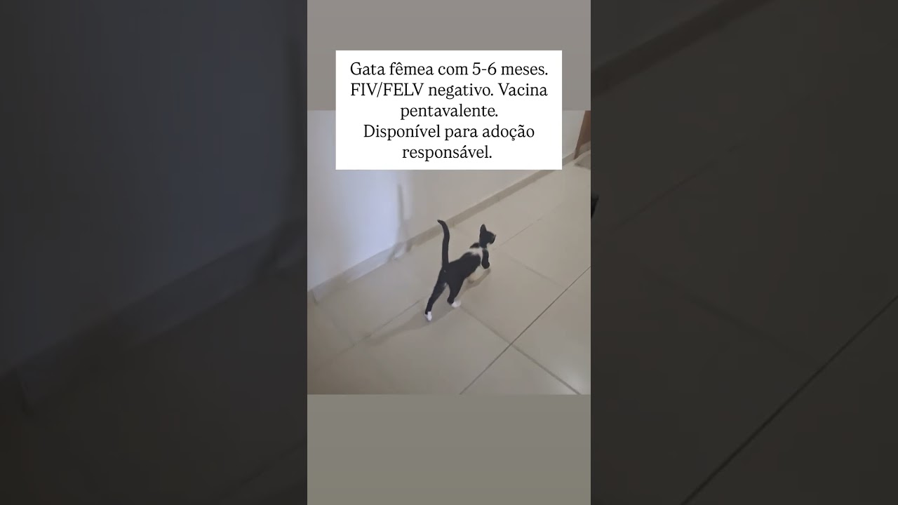 Gato raça SRD-ViraLata idade 2 a 6 meses nome Maomao