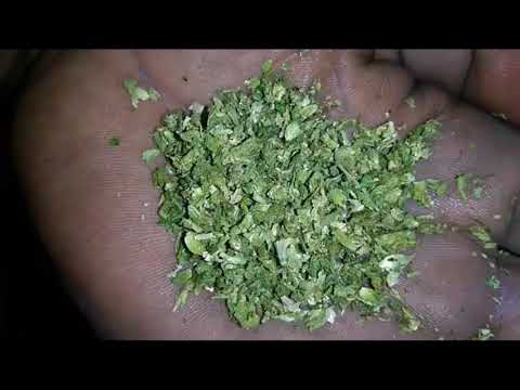 Una noche con Weedstar