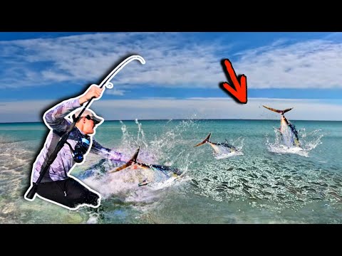 INSANE Feeding Frenzy... Then He Hooked Something HUGE! *Catch, Clean, Cook*