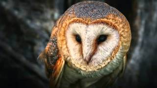 Xavier Rudd - Spirit Bird lyrics on screen