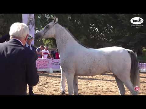 N 103 ZARZADILLA J   AECCA Arabian Horse of Spanish Lines Show 2022   Mares 7+ Years Old Class 5