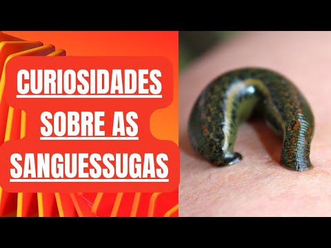 Sanguessuga curiosidades animal hematófago
