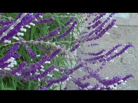 Hummingbird at Santa Barbara Mission.MP4