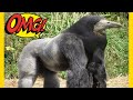 People Are Freaked Out Over Viral Video Of A Crow That Looks Like A Gorilla