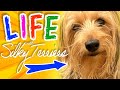 Silky Terrier