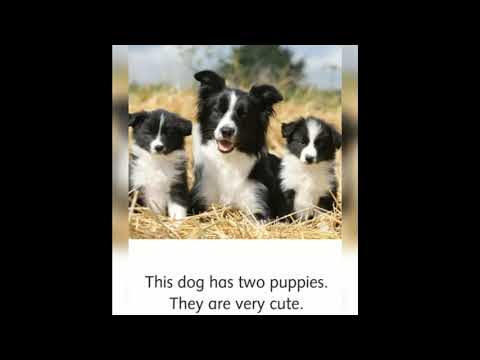 Baby Animals - Dolphin Readers Starter Level _ PDF Link is in the Description(720P_HD).mp4