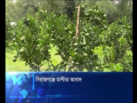 সিরাজগঞ্জে মাল্টার আবাদ
