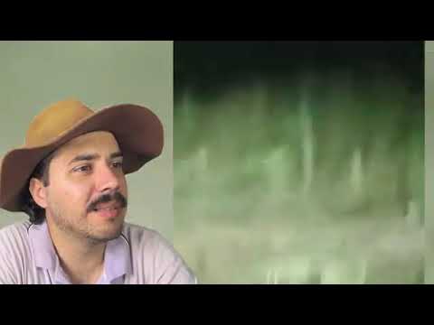 Em Araguaçu Tocantins capital gado branco 