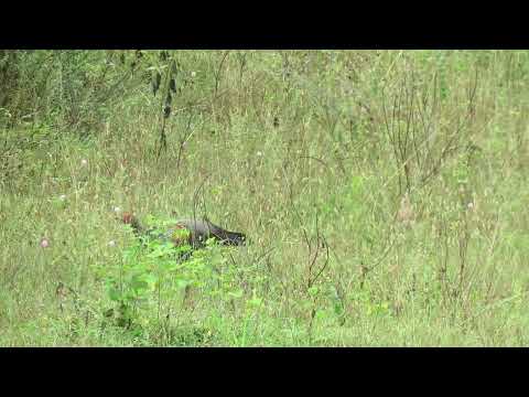 MVI 0086 Grey Junglefowl and Grey Francolin, T K Falls, 171022