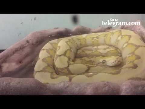 Snake found in Worcester MA hotel