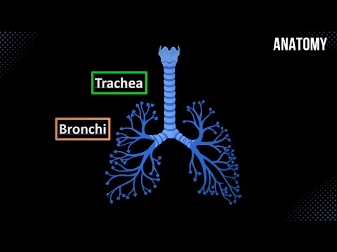 Trachea, Bronchial Tree and Alveolar Tree (Parts, Structures and Walls) - Anatomy