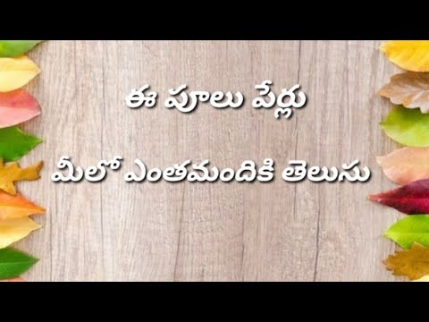 Childhood memories। Countryside Flowers । Winter Flowers। Village Garden Flowers। Village Flowers