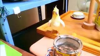 Попугай жжёт очень смешной