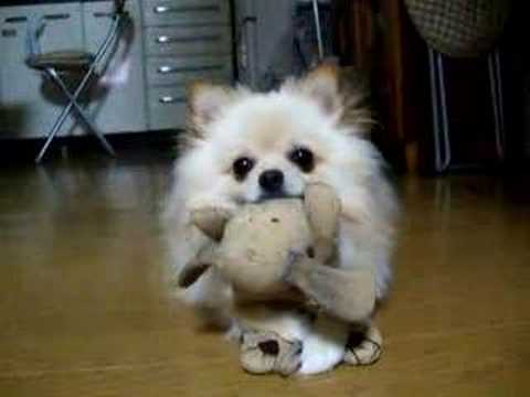 小狗在想你為什麼看著我？好可愛的眼神！