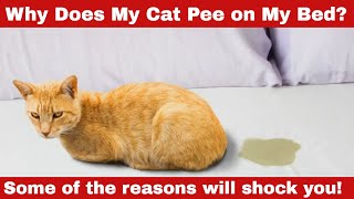 Why Does My Cat Pee On My Bed? 12 Possible Reasons!
